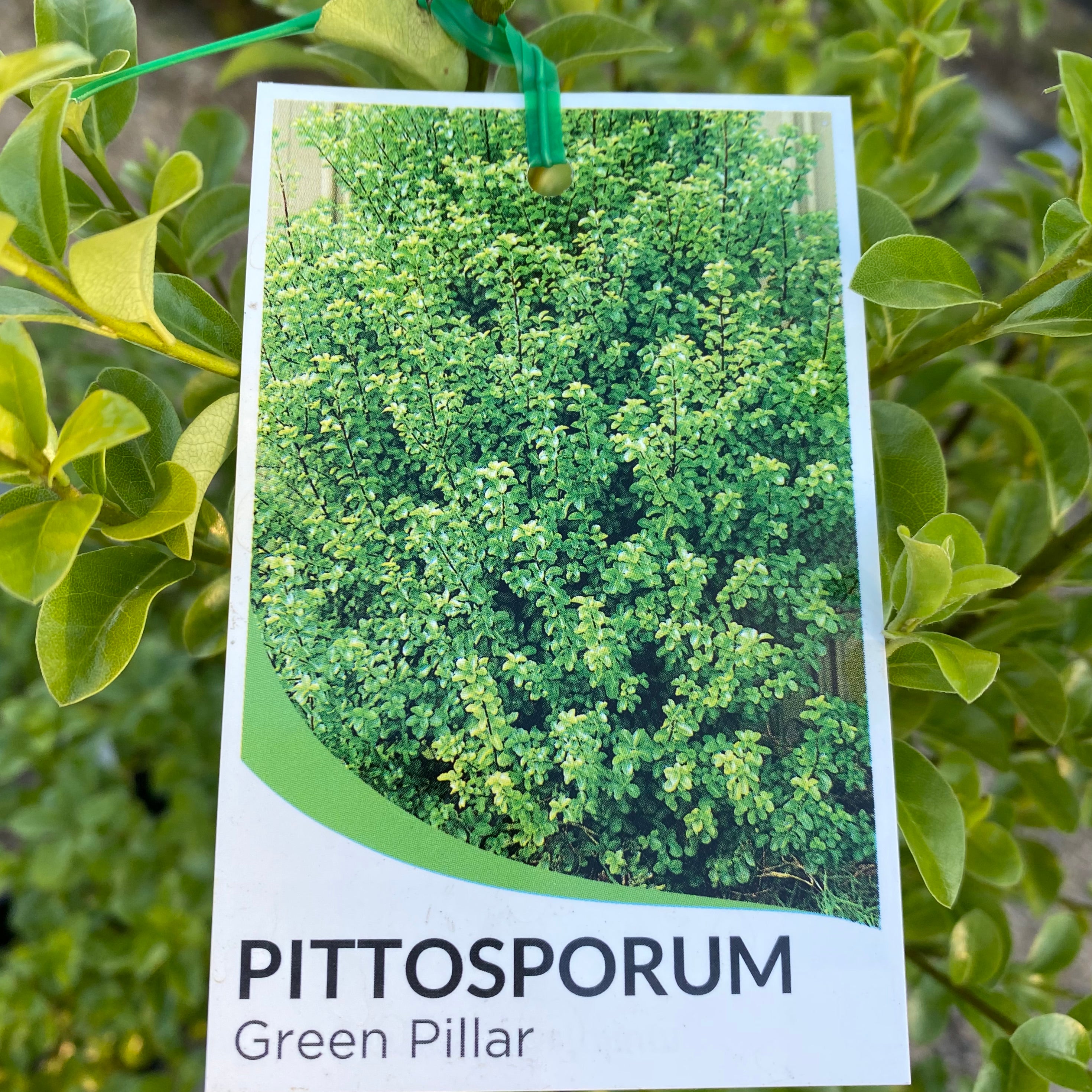 Pittosporum on sale green pillar