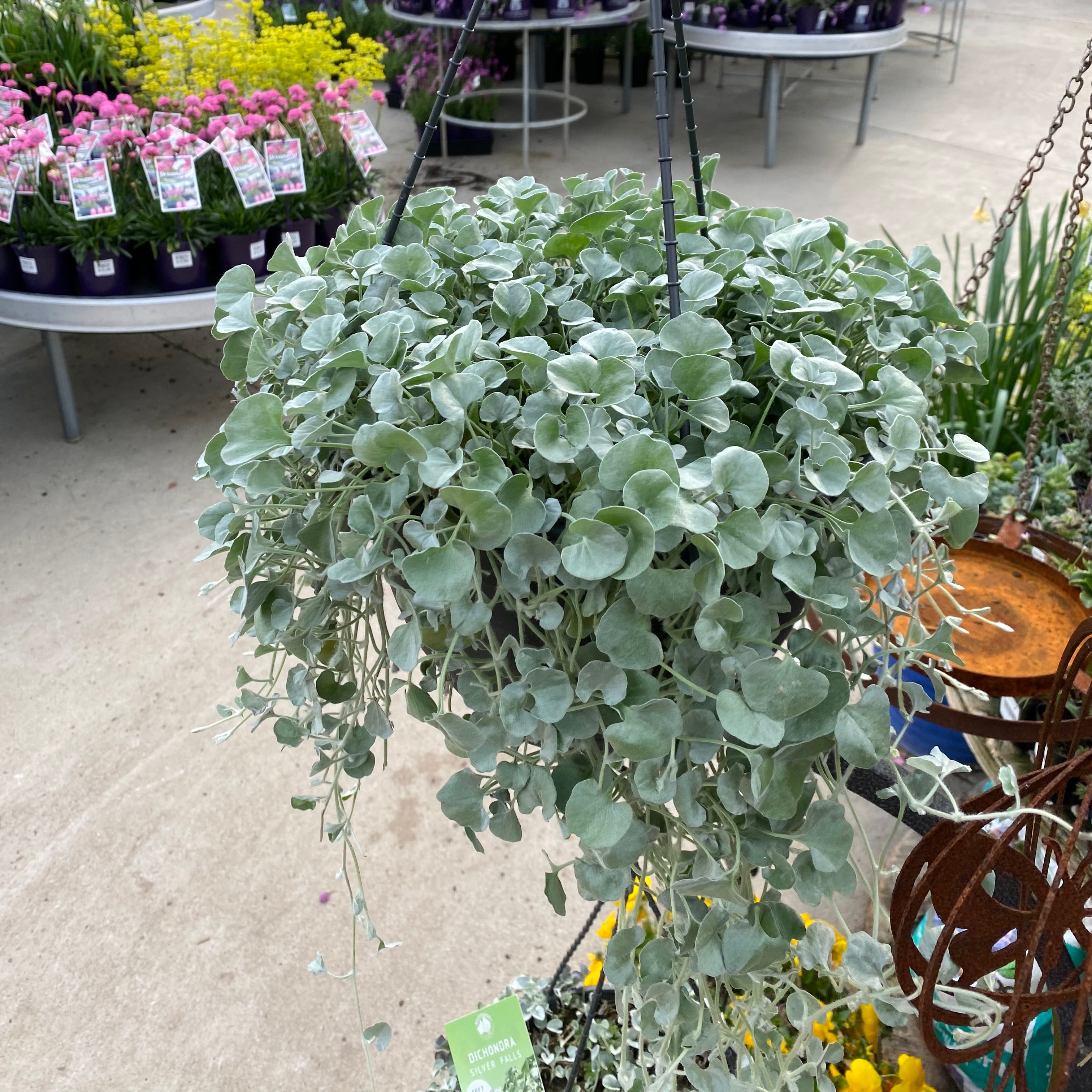 silver falls hanging plant Dichondra Silver Falls Hanging Basket