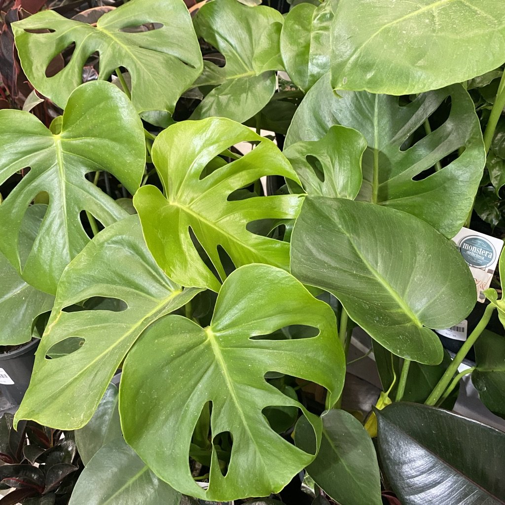 Monstera deliciosa – Rodney's Plants Plus