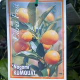 Cumquat Nagami