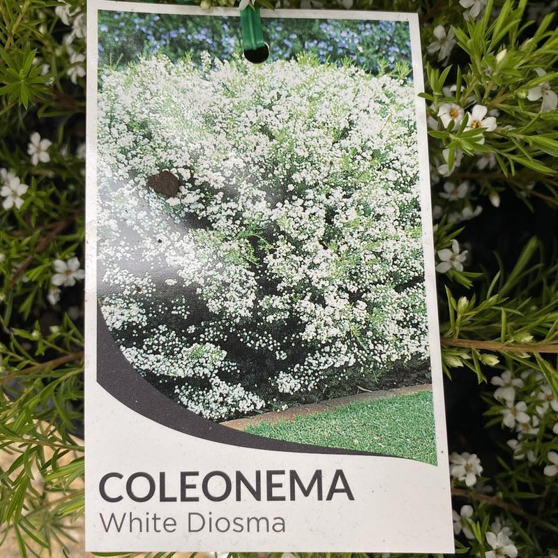 Coleonema Pulchrum White