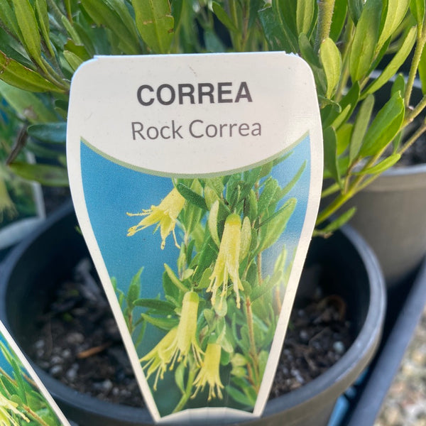 Rock Correa