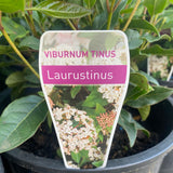 Viburnum Tinus