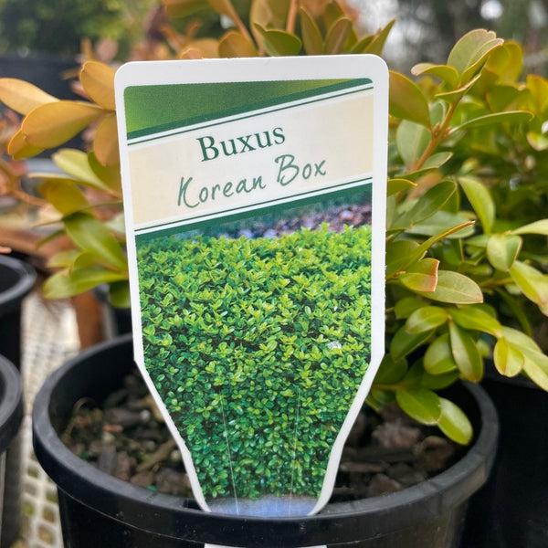 Buxus Microphylla Microphylla