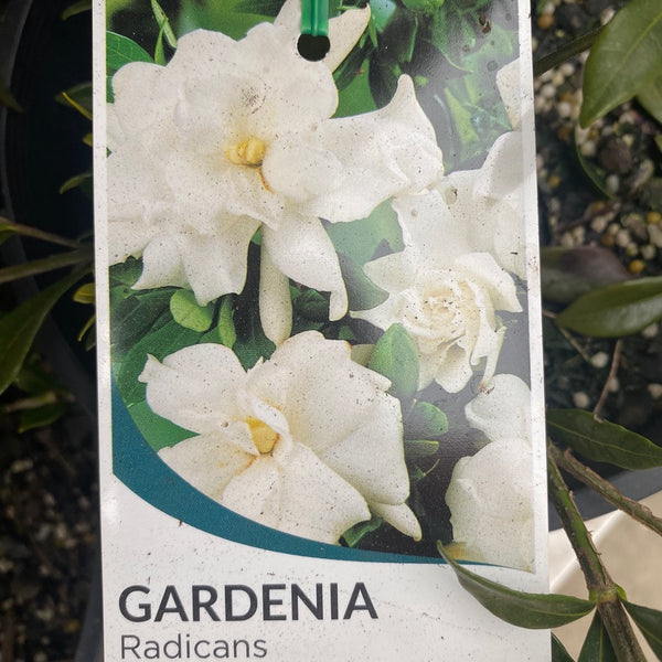 Gardenia Radicans