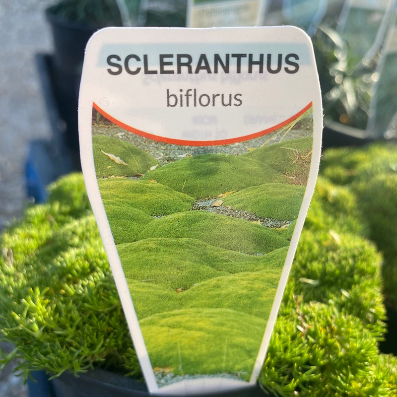 Scleranthus Bifloris