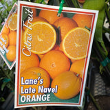 Orange Lanes Late Navel