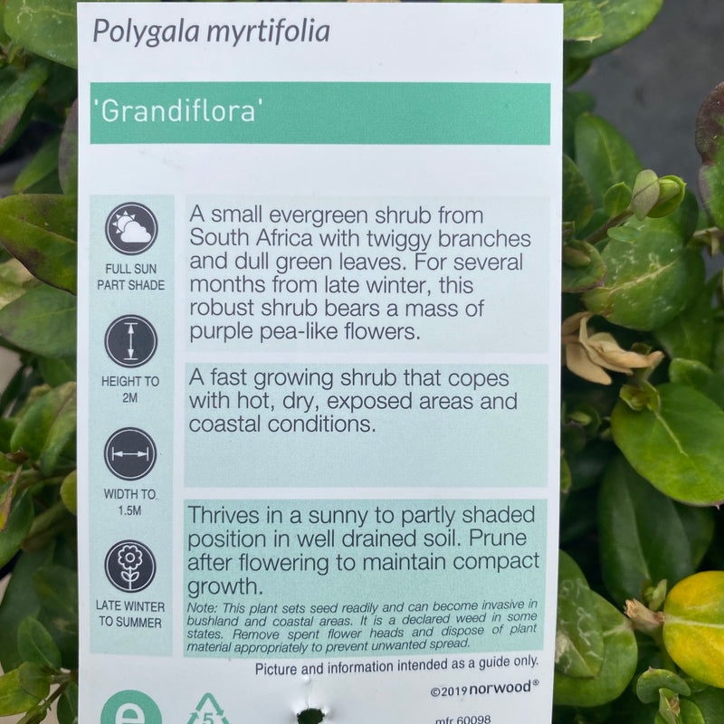Polygala Grandiflora