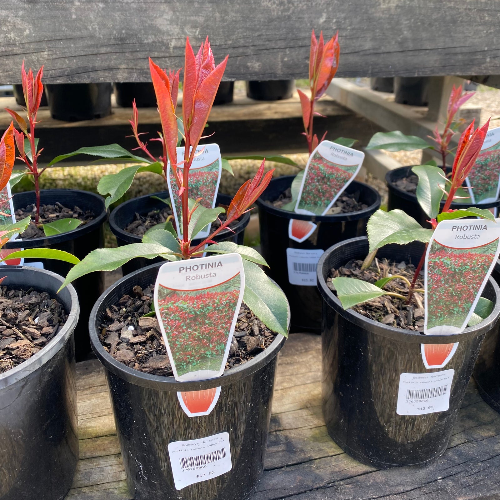 Photinia Robusta – Rodney's Plants Plus
