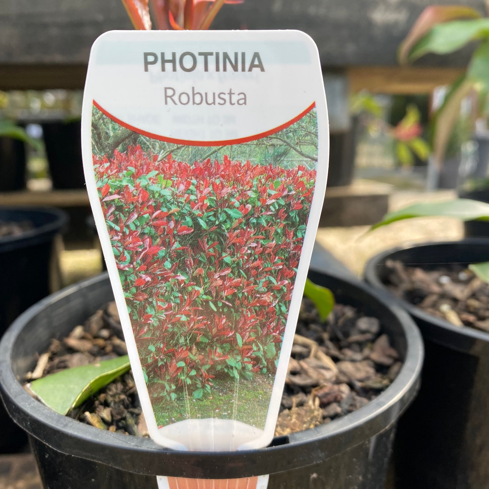Photinia Robusta – Rodney's Plants Plus