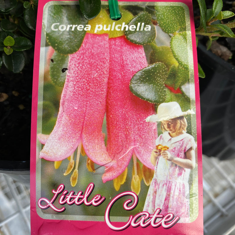 Correa Little Cate