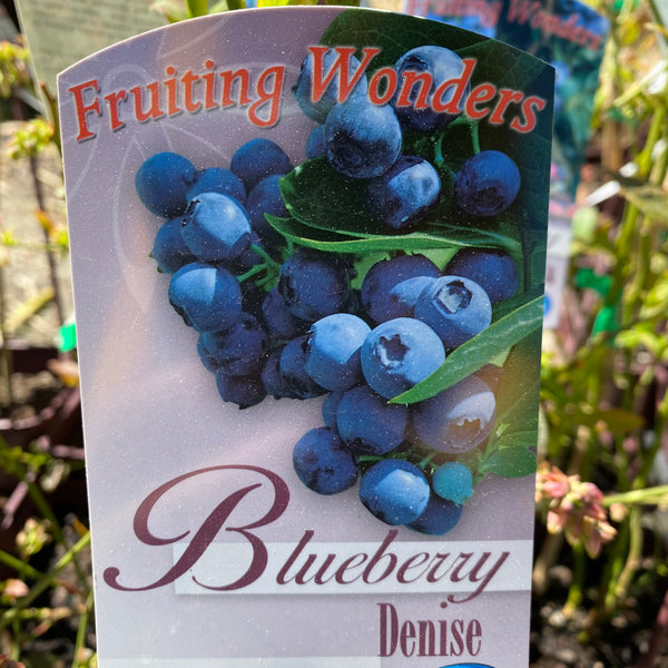 Blueberry Denise