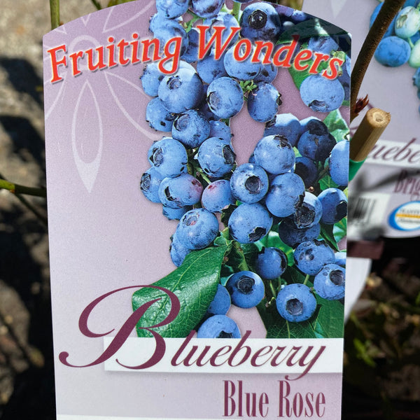Blueberry Blue Rose