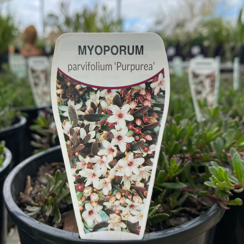 Myoporum Purpurea