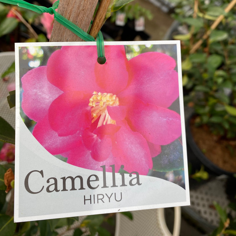 Camellia Hiryu