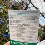 Camellia Petite White