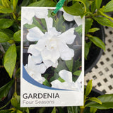 Gardenia Four Seasons
