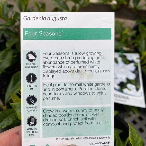 Gardenia Four Seasons