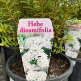 Hebe Diosmifolia