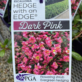 Escallonia Dark Pink Hedge with an Edge