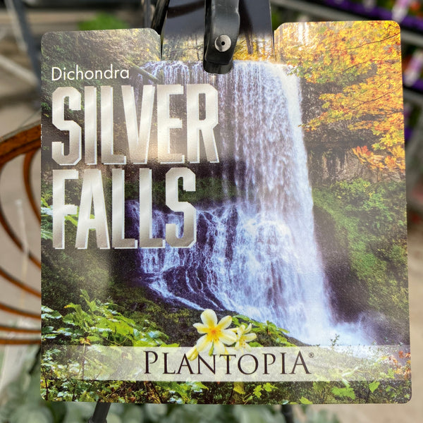 Dichondra Silver Falls Hanging Basket