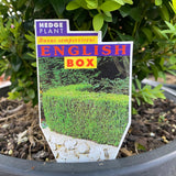 English Box Buxus Sempervirens