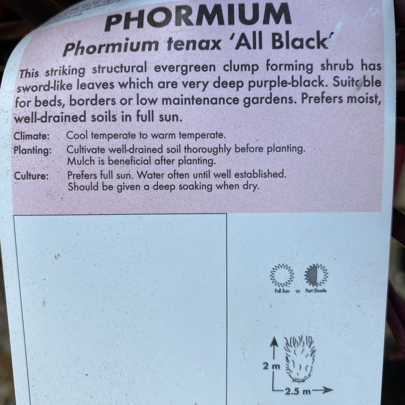 Phormium All Black
