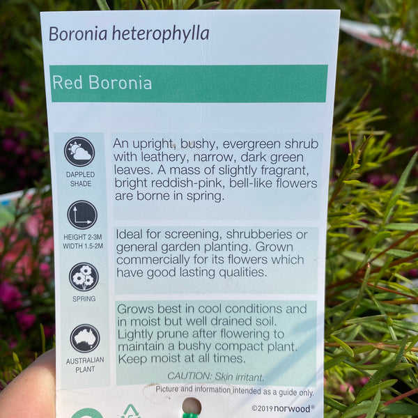 Boronia Heterophylla