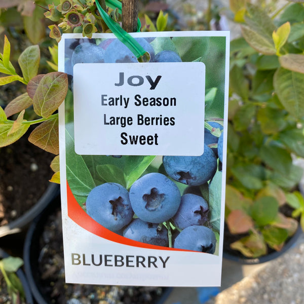 Blueberry Joy