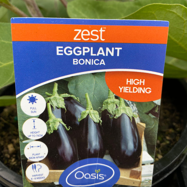 Bonica Eggplant Advanced