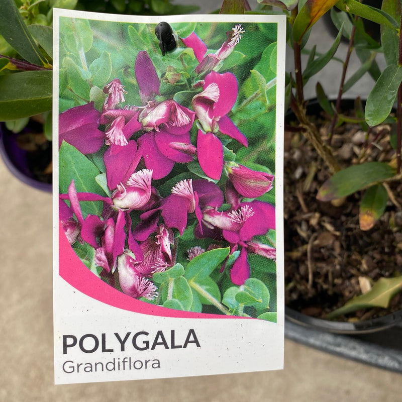 Polygala Grandiflora