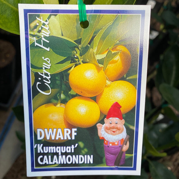 Calamondin Dwarf