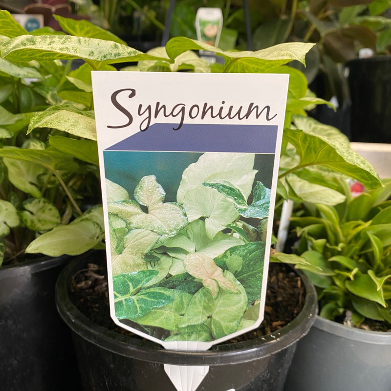 Syngonium Species