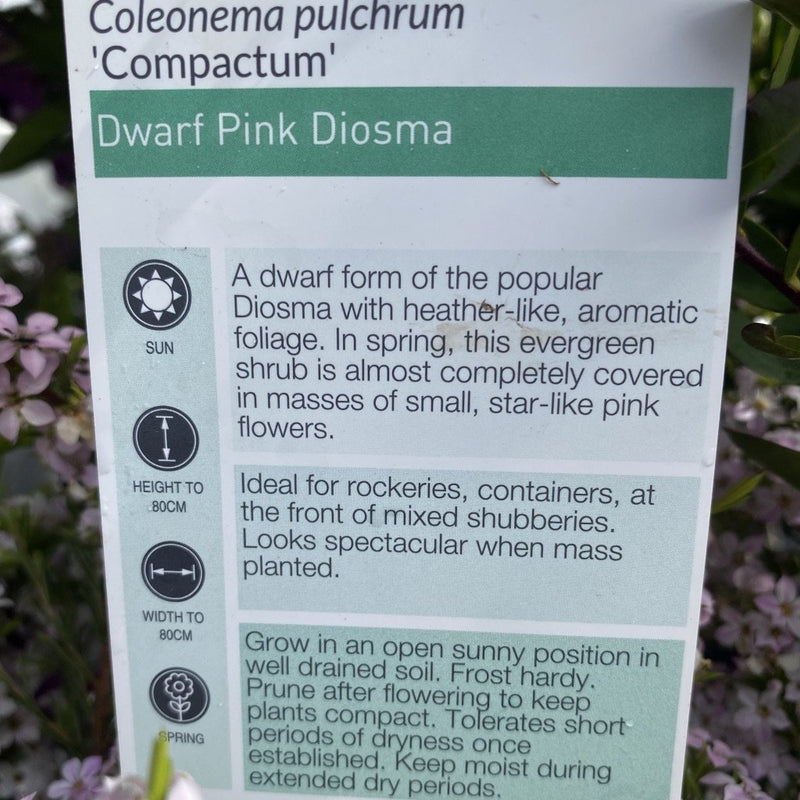 Coleonema Compactum Pink