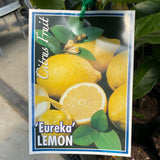 Lemon Eureka Dwarf