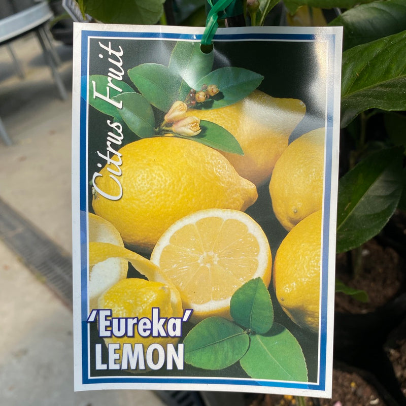 Lemon Eureka Dwarf