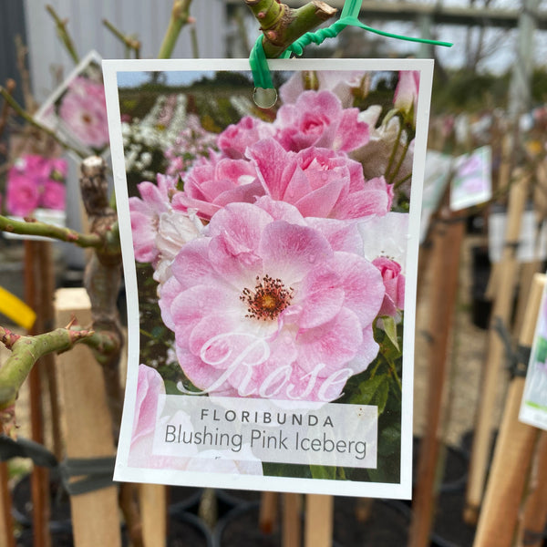Blushing Pink Iceberg Standard Rose