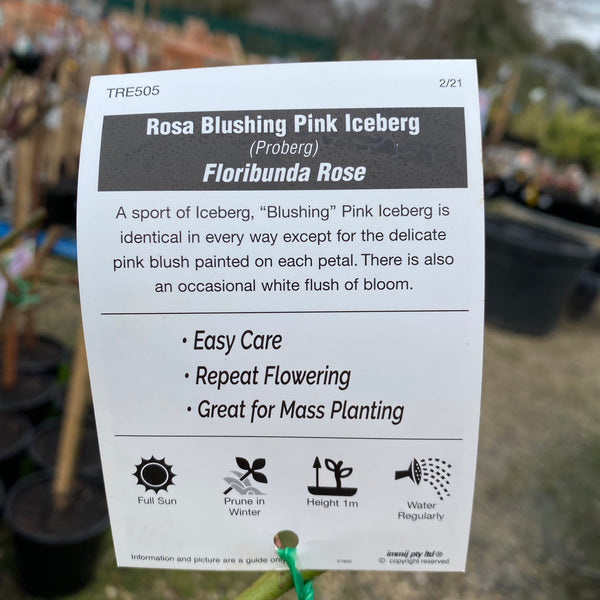 Blushing Pink Iceberg Standard Rose