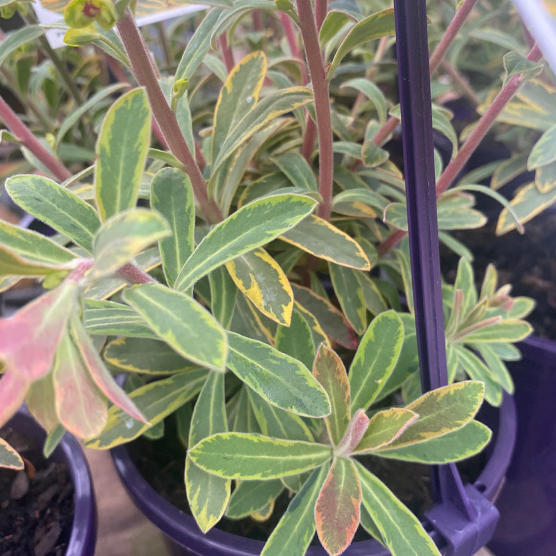 Euphorbia Ascot Rainbow